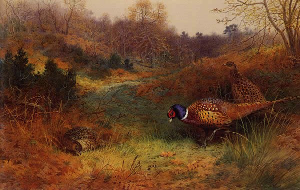 Archibald Thorburn Autumn Sunshine